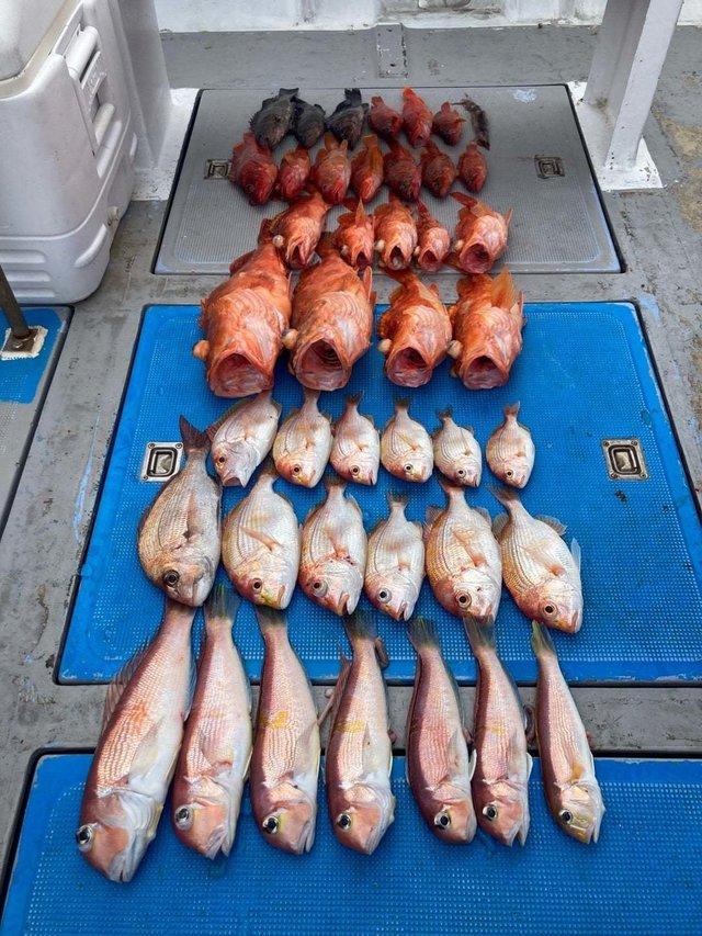 アマダイ(アカアマダイ)・ウッカリカサゴ