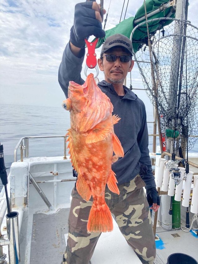 ウッカリカサゴ