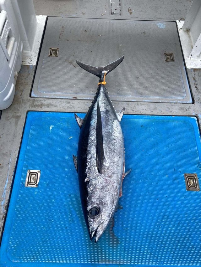 マグロ(クロマグロ)