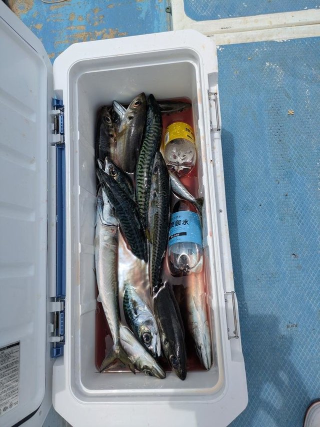 アジ(マアジ)・サバ(ゴマサバ)