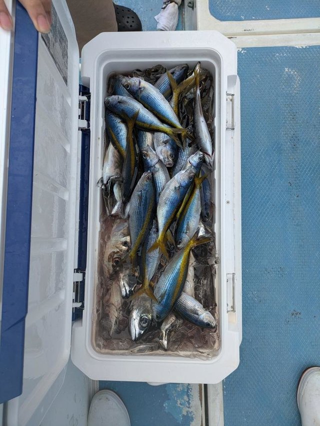 タカベ・イサキ