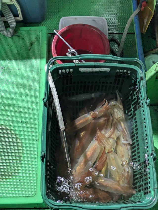 イカ(ケンサキイカ)