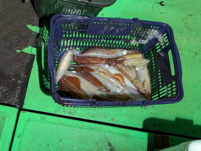 イカ(ケンサキイカ)