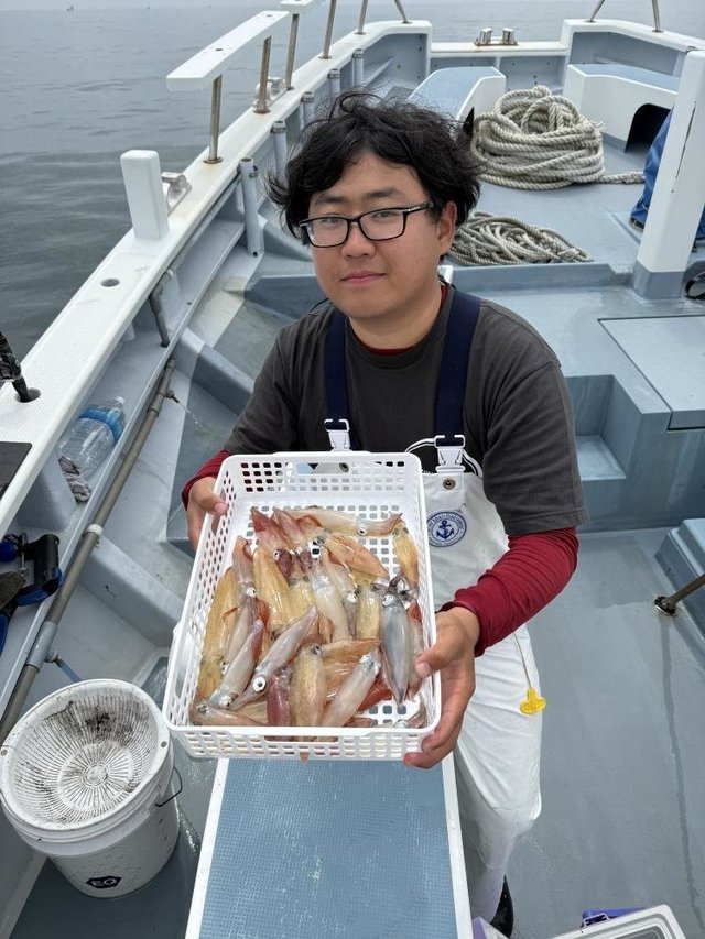 マルイカ(ケンサキイカ)