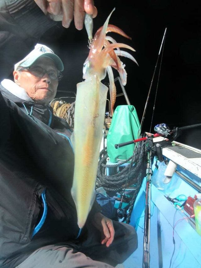 マイカ(ケンサキイカ)