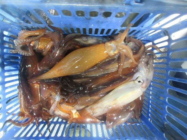 スルメイカ・マイカ(ケンサキイカ)