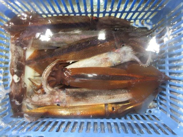 マダイ・スルメイカ