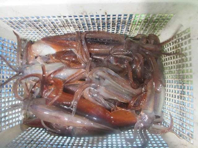 スルメイカ・マイカ(ケンサキイカ)