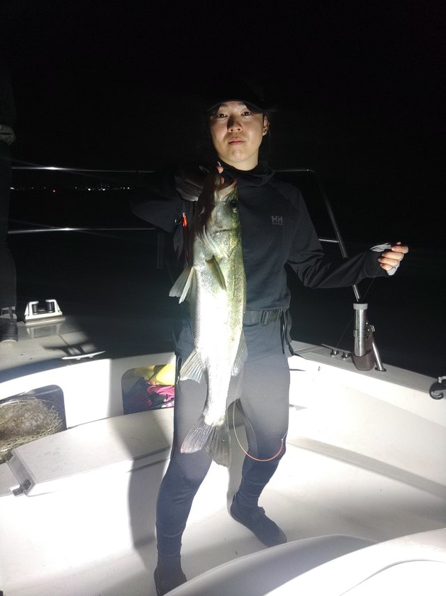 シーバス(スズキ)