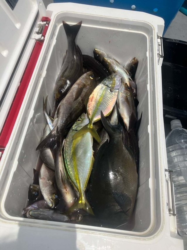 メジナ・シマアジ・イサキ