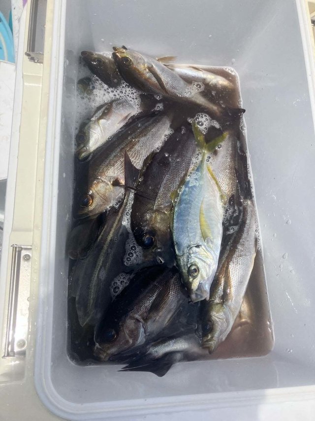 シマアジ・イサキ