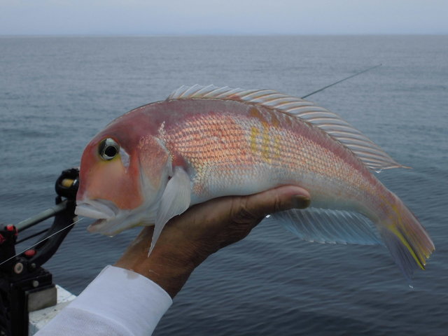 アマダイ(アカアマダイ)