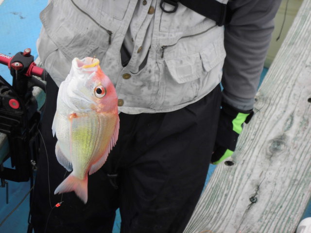 レンコダイ(キダイ)