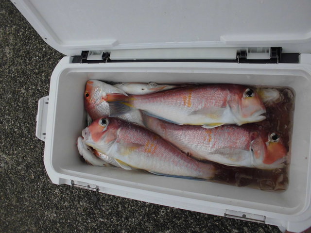 アマダイ(アカアマダイ)