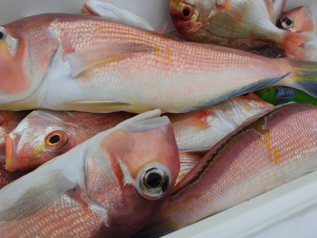 アマダイ(アカアマダイ)