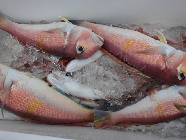 アマダイ(アカアマダイ)