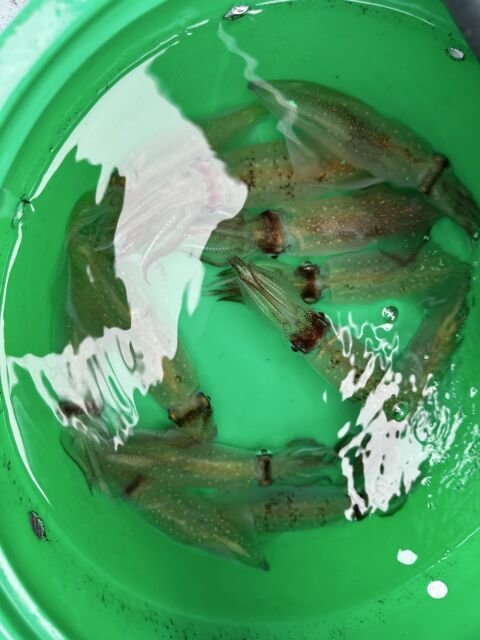 マルイカ(ケンサキイカ)