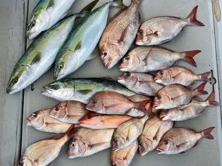 マダイ・ハマチ(ブリ)