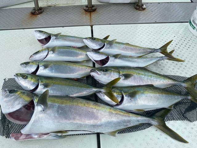 ハマチ(ブリ)・メジロ(ブリ)