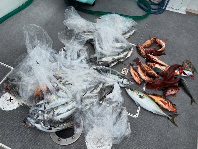 アジ(マアジ)・ハマチ(ブリ)・ウスメバル・サバ(ゴマサバ)