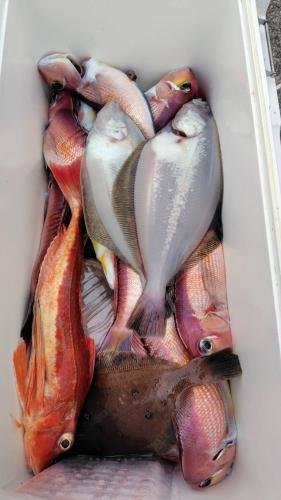 アラ・アジ(マアジ)・アマダイ(アカアマダイ)・ホウボウ・ムシガレイ