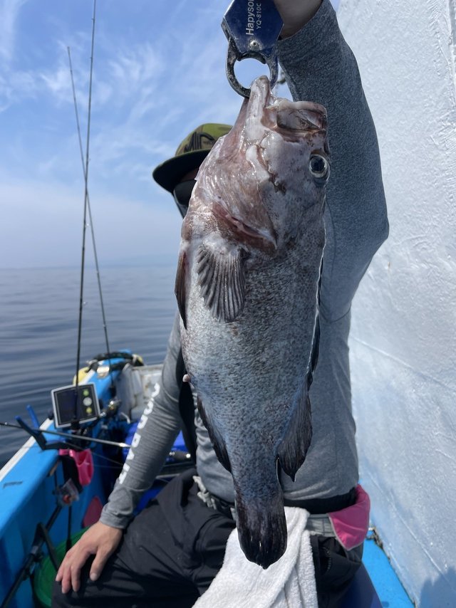 マゾイ(キツネメバル)