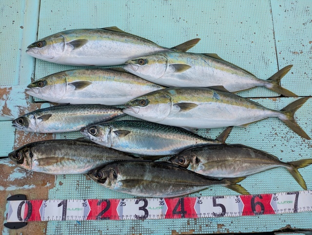 アジ(マアジ)・ハマチ(ブリ)・マサバ