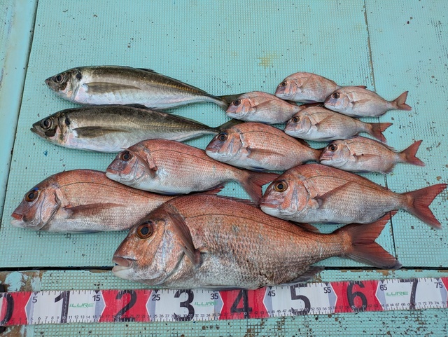 チャリコ(マダイ)・タイ(マダイ)・アジ(マアジ)