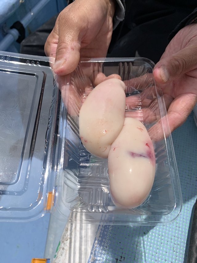 ショウサイフグ