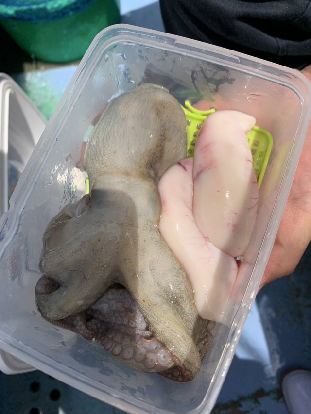 ショウサイフグ