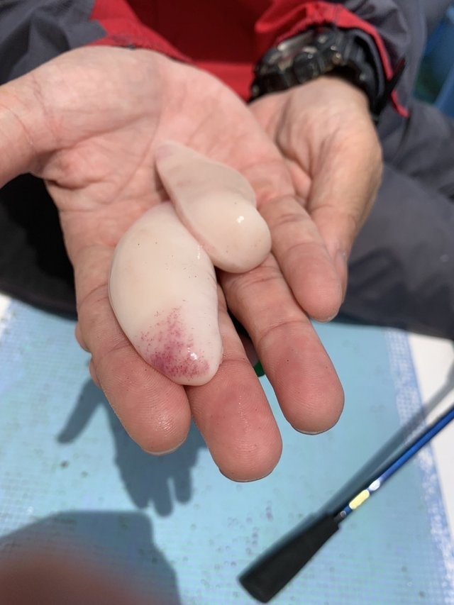 ショウサイフグ