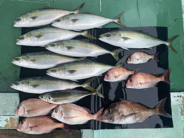 マダイ・マアジ・ハマチ(ブリ)