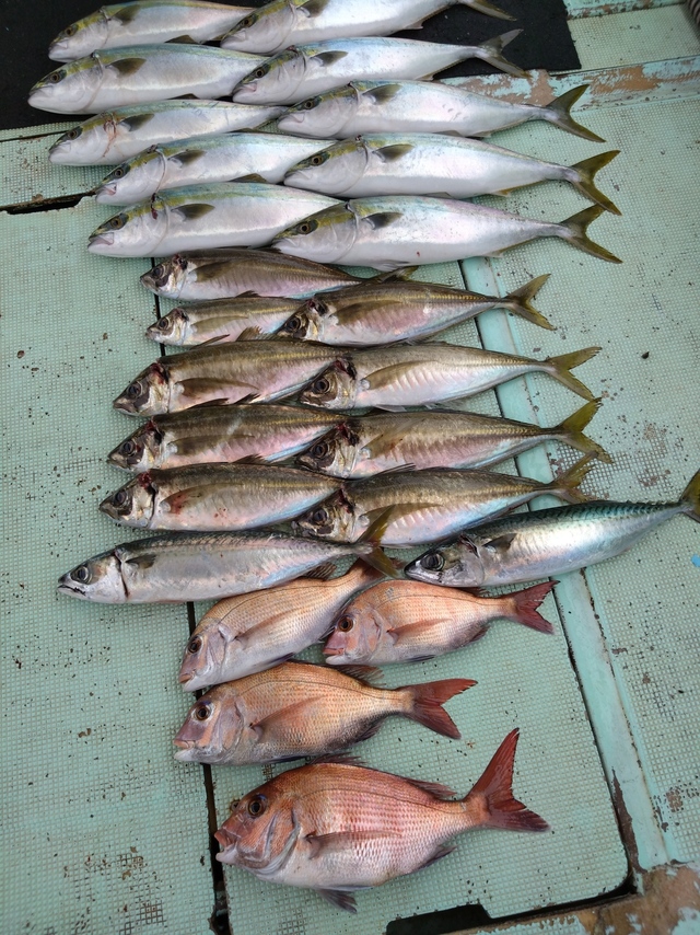 タイ(マダイ)・アジ(マアジ)・ハマチ(ブリ)・サバ(マサバ)