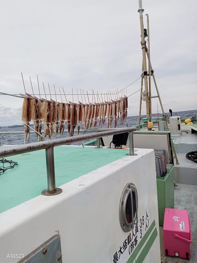 スルメ(スルメイカ)