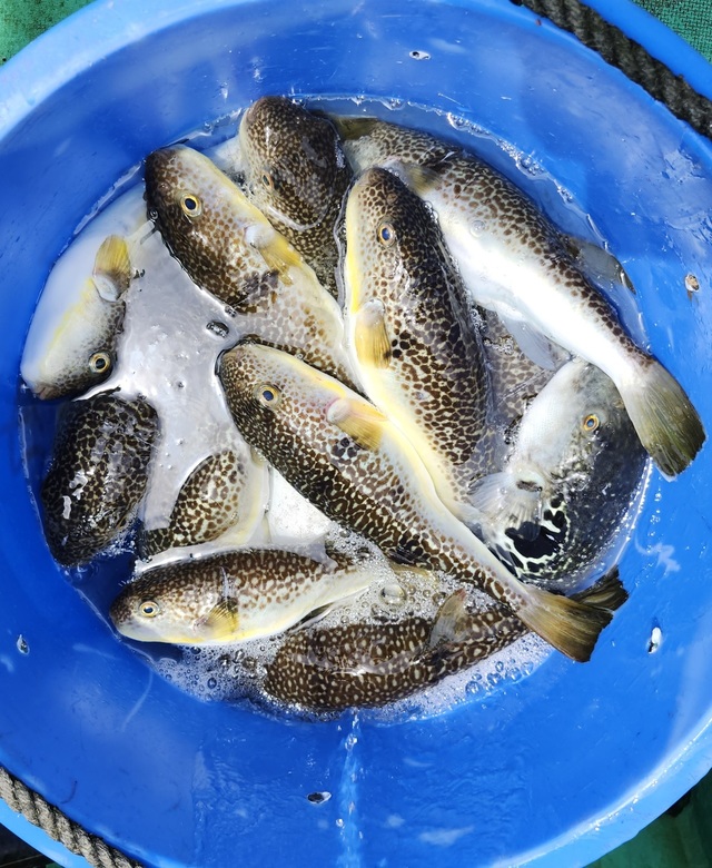 ショウサイフグ