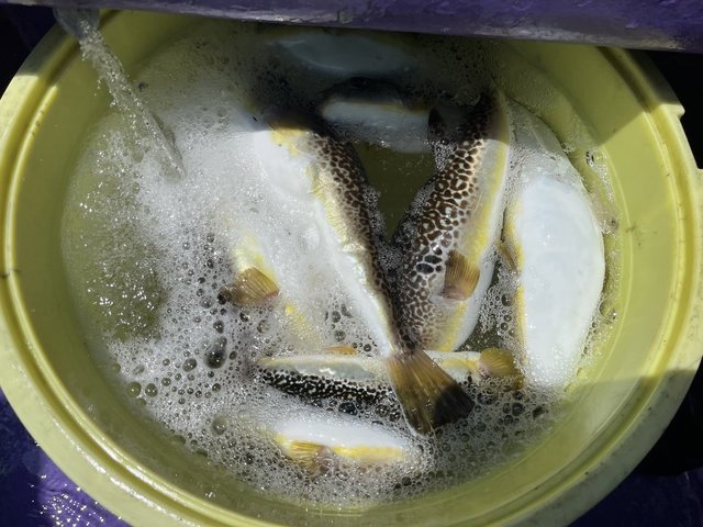 フグ(ショウサイフグ)