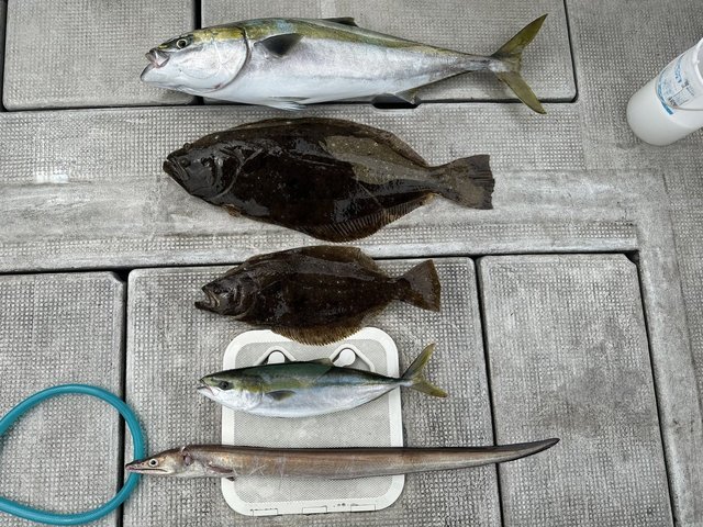 ブリ・ハマチ(ブリ)・ヒラメ・ハモ