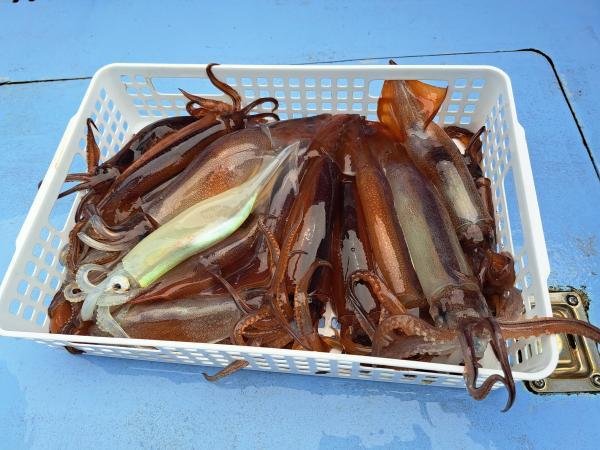 スルメ(スルメイカ)