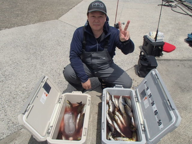 マアジ・イサキ