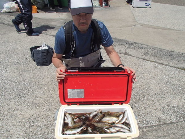 マアジ・イサキ