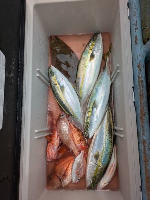 マダイ・ハマチ(ブリ)・カサゴ・ヒラメ