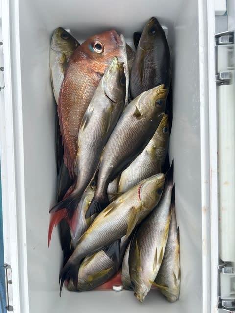 マダイ・イサキ