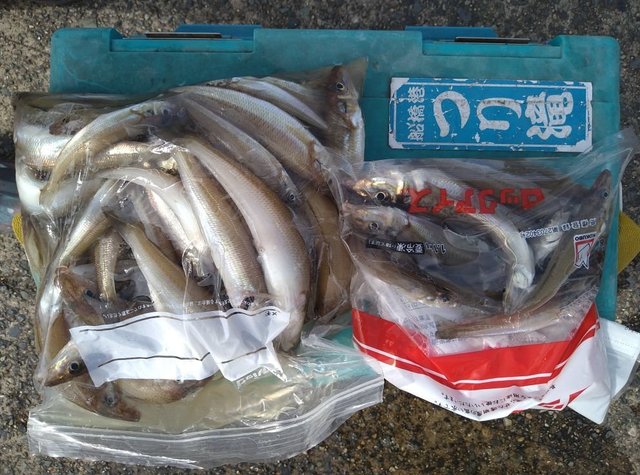 キス(シロギス)