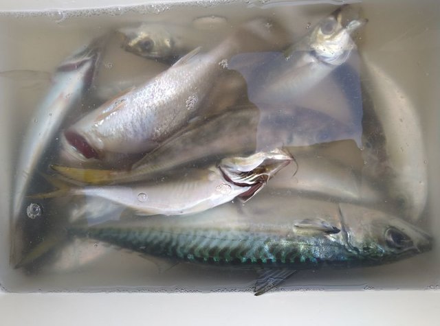 アジ(マアジ)・イシモチ(シログチ)・サバ(ゴマサバ)