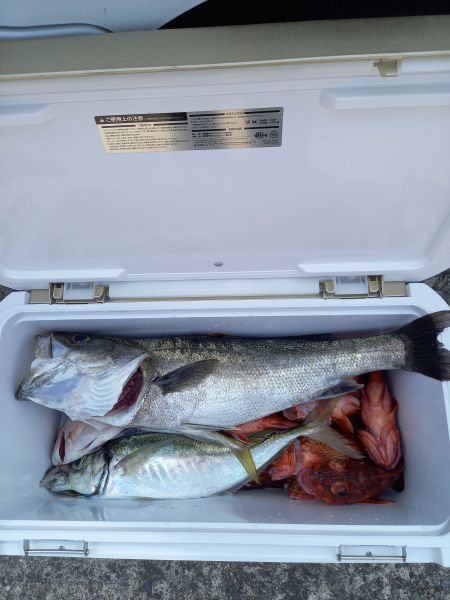 チャリコ(マダイ)・スズキ・アジ(マアジ)・ガシラ(カサゴ)