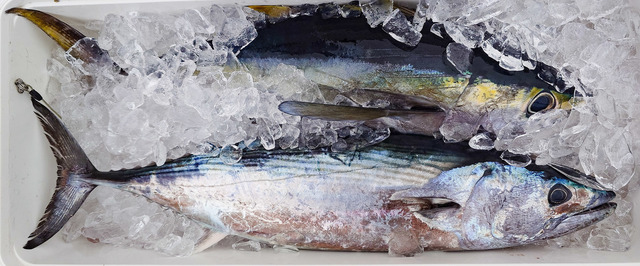 キメジ(キハダ)・ハガツオ