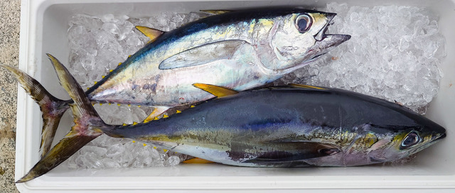 キメジ(キハダ)