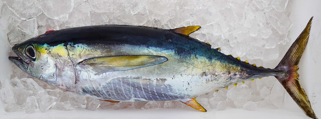 キメジ(キハダ)