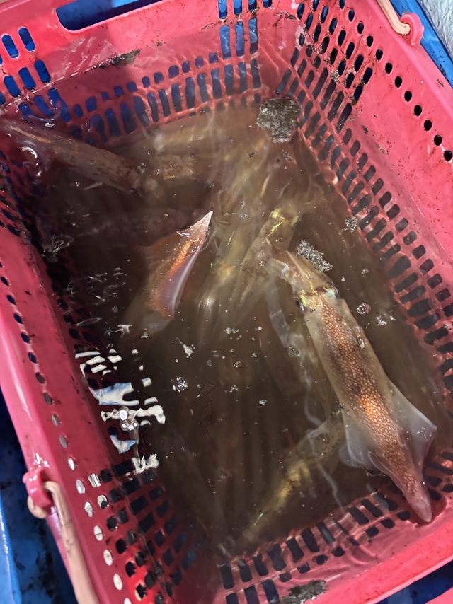 ヤリイカ・スルメイカ