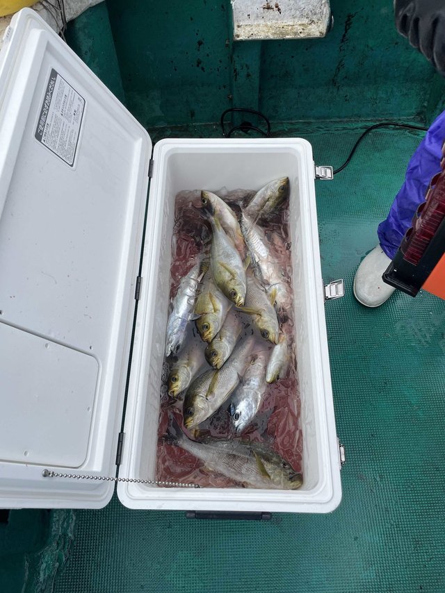 イサギ(イサキ)